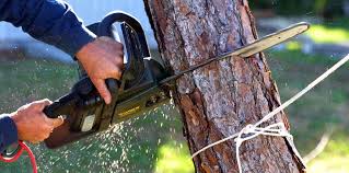 Best Hazardous Tree Removal  in Cordes Lakes, AZ