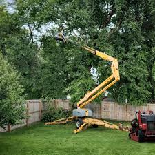 Best Palm Tree Trimming  in Cordes Lakes, AZ
