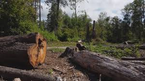 Best Fruit Tree Pruning  in Cordes Lakes, AZ