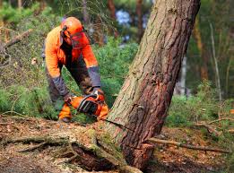 Best Tree Mulching  in Cordes Lakes, AZ
