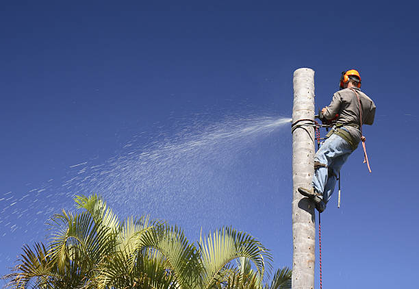 Best Firewood Processing and Delivery  in Cordes Lakes, AZ
