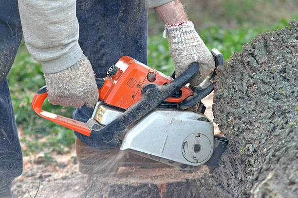 Best Tree Cabling and Bracing  in Cordes Lakes, AZ