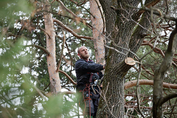 Best Tree Risk Assessment  in Cordes Lakes, AZ